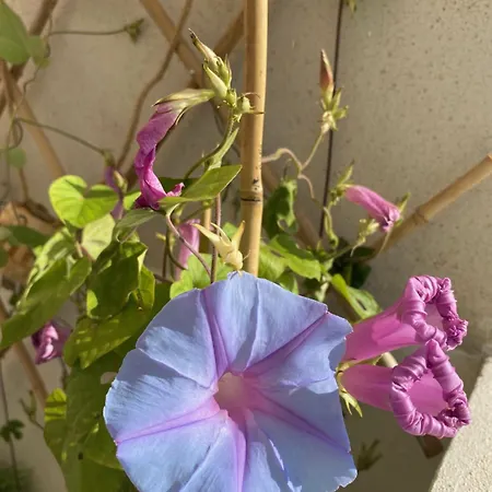 Nidu Accogliente In Balagna Apartamento