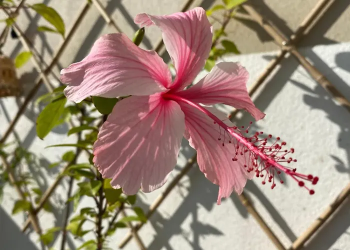 Nidu Accogliente In Balagna 公寓