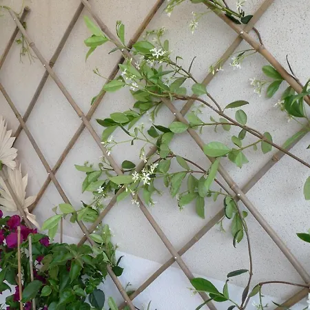 Nidu Accogliente In Balagna Appartement *