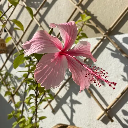 Nidu Accogliente In Balagna Apartament