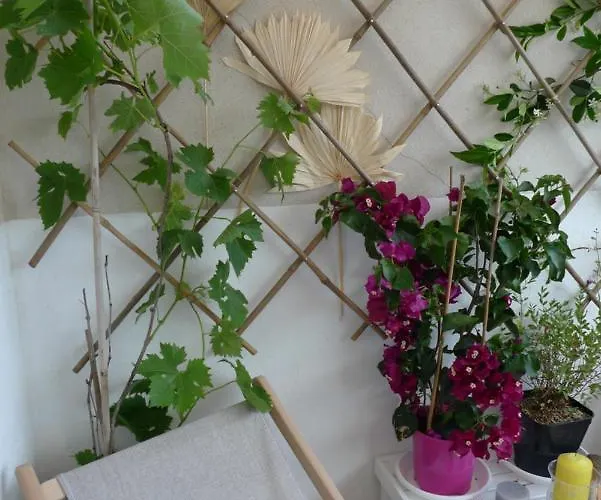 Nidu Accogliente In Balagna