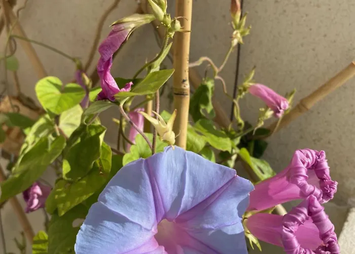 Nidu Accogliente In Balagna Apartment